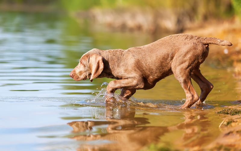 Secondary image of Weimaraner dog breed