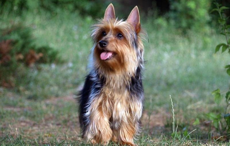 Secondary image of Australian Silky Terrier dog breed