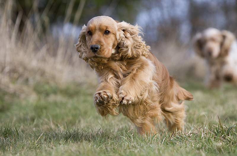 Secondary image of Cocker Spaniel dog breed