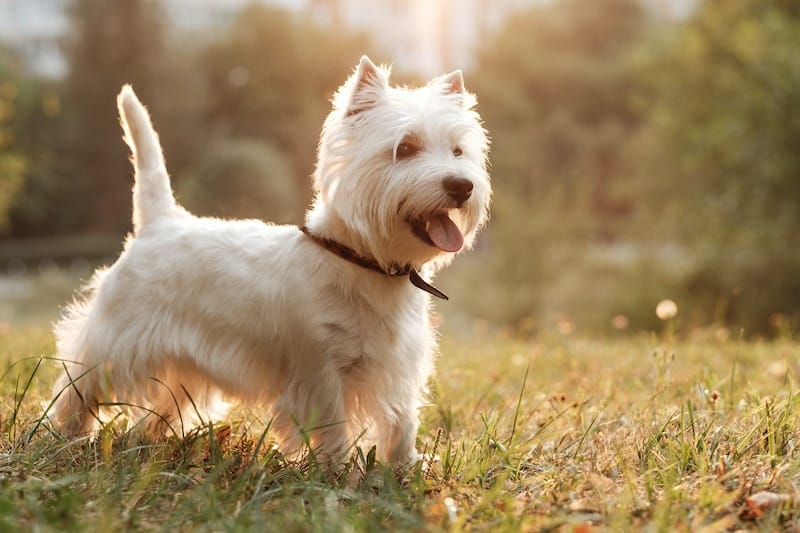 Secondary image of West Highland White Terrier dog breed