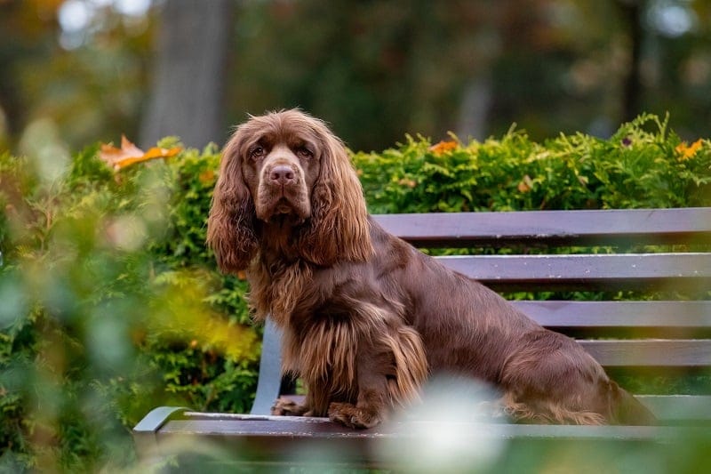 Secondary image of Sussex Spaniel dog breed