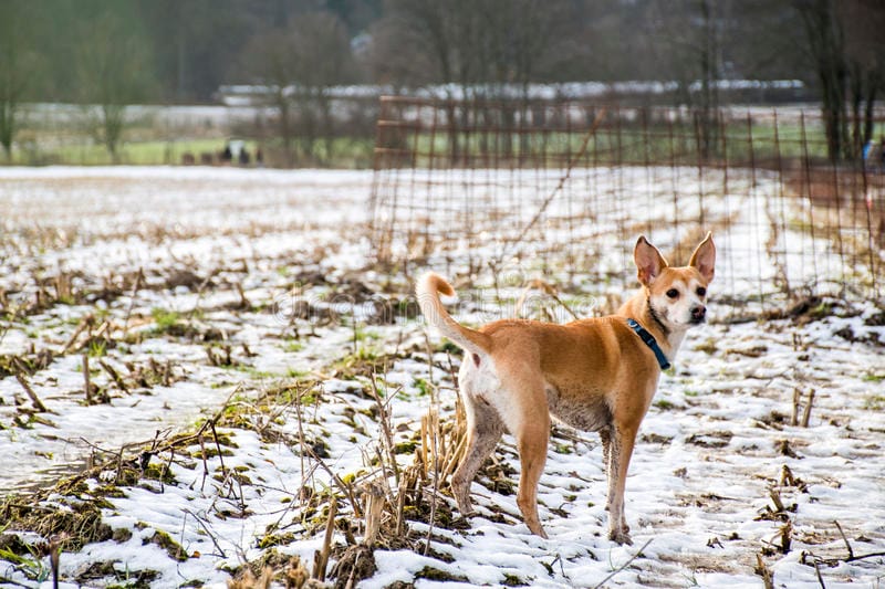 Secondary image of Portuguese Podengo dog breed