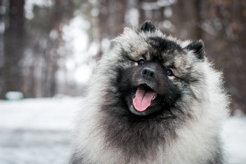 Secondary image of Keeshond dog breed