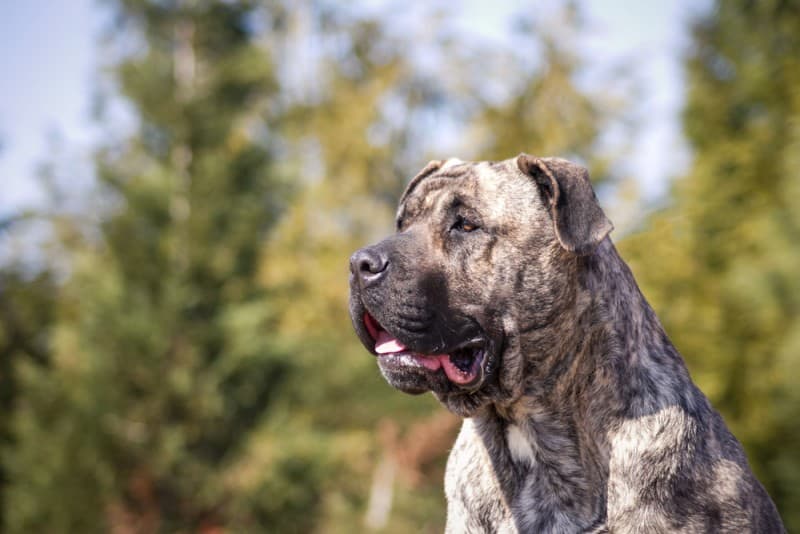 Secondary image of Perro de Presa Canario dog breed