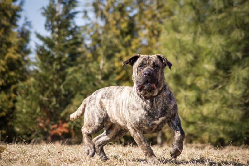 Secondary image of Perro de Presa Canario dog breed