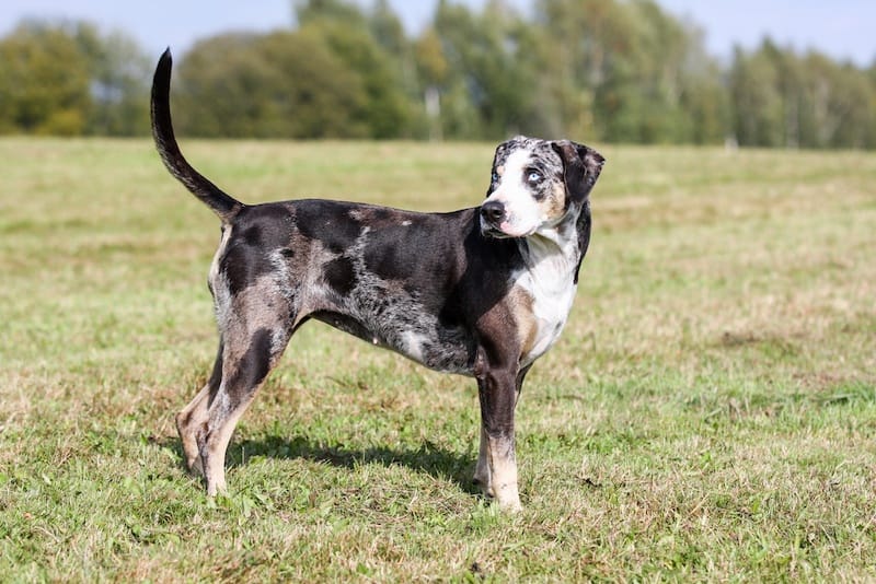 Secondary image of American Leopard Hound dog breed