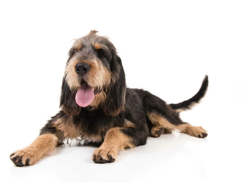 Secondary image of Otterhound dog breed