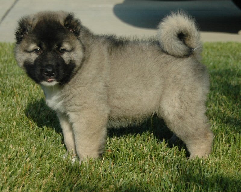 Secondary image of Caucasian Shepherd Dog dog breed