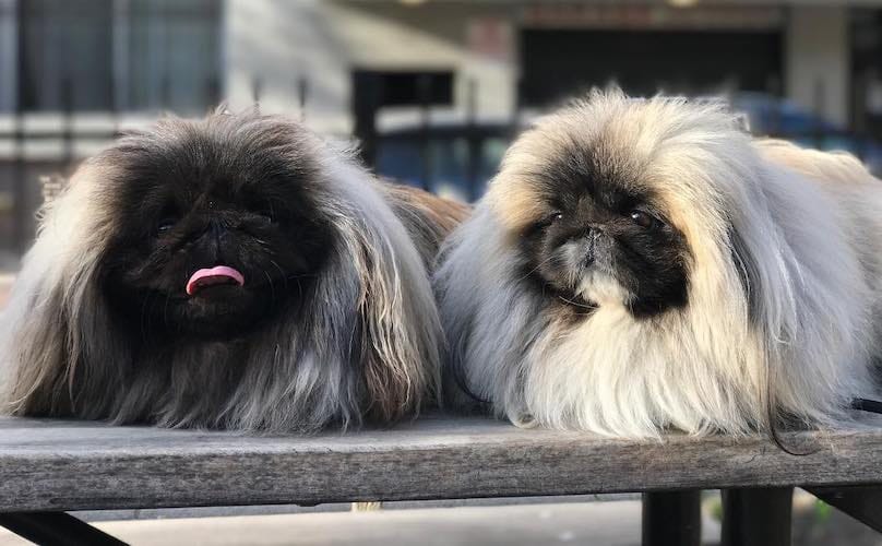 Secondary image of Pekingese dog breed