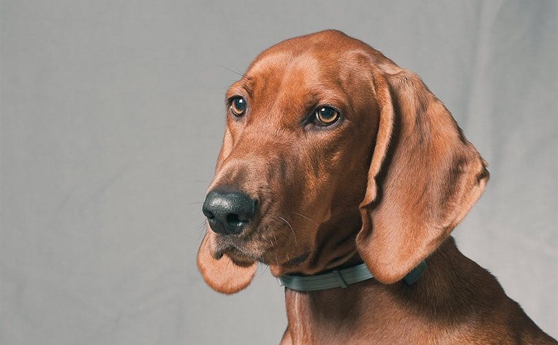 Secondary image of Redbone Coonhound dog breed