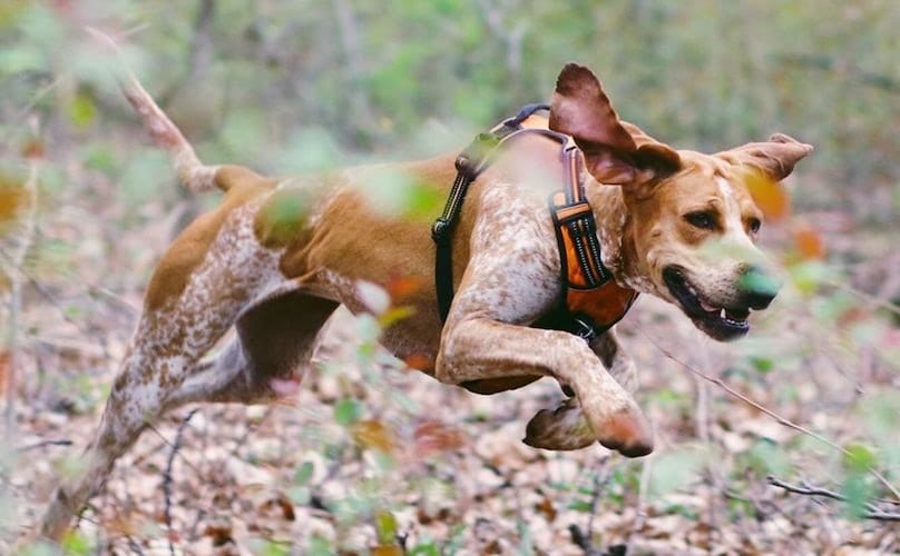 Secondary image of American English Coonhound dog breed