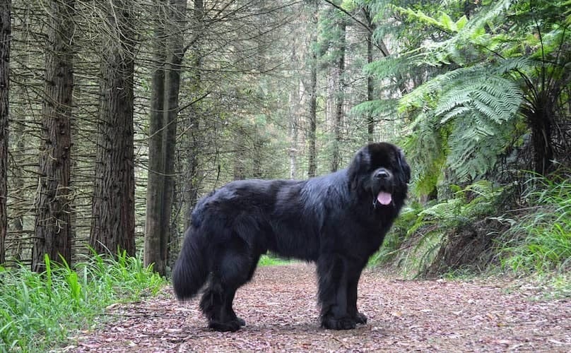 Secondary image of Newfoundland dog breed