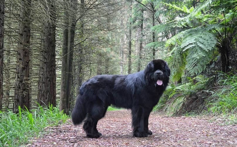 Secondary image of Newfoundland dog breed