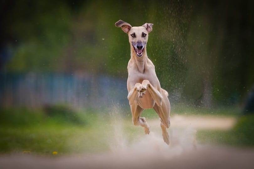 Secondary image of Sloughi dog breed