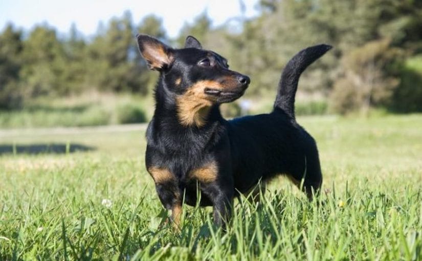 Secondary image of Lancashire Heeler dog breed