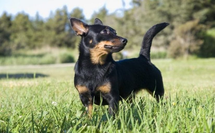 Secondary image of Lancashire Heeler dog breed