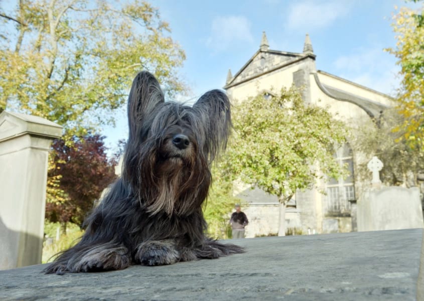 Secondary image of Skye Terrier dog breed