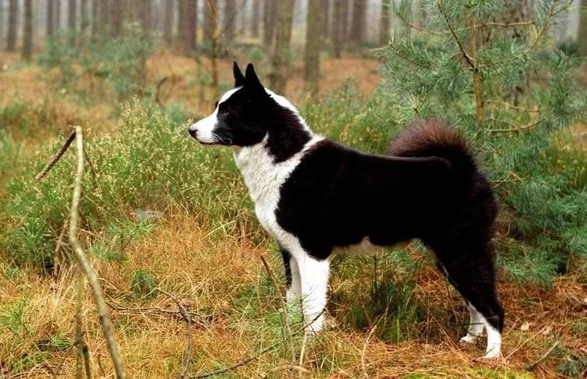 Secondary image of Karelian Bear Dog dog breed