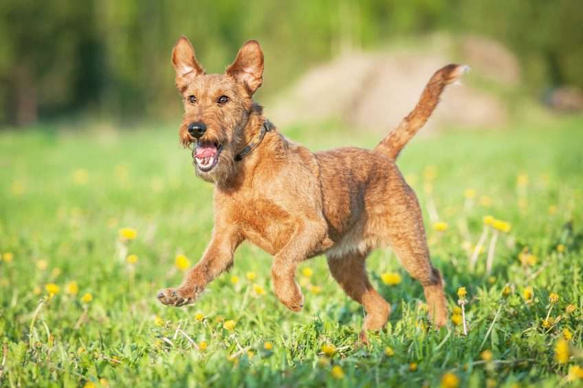 Secondary image of Irish Terrier dog breed