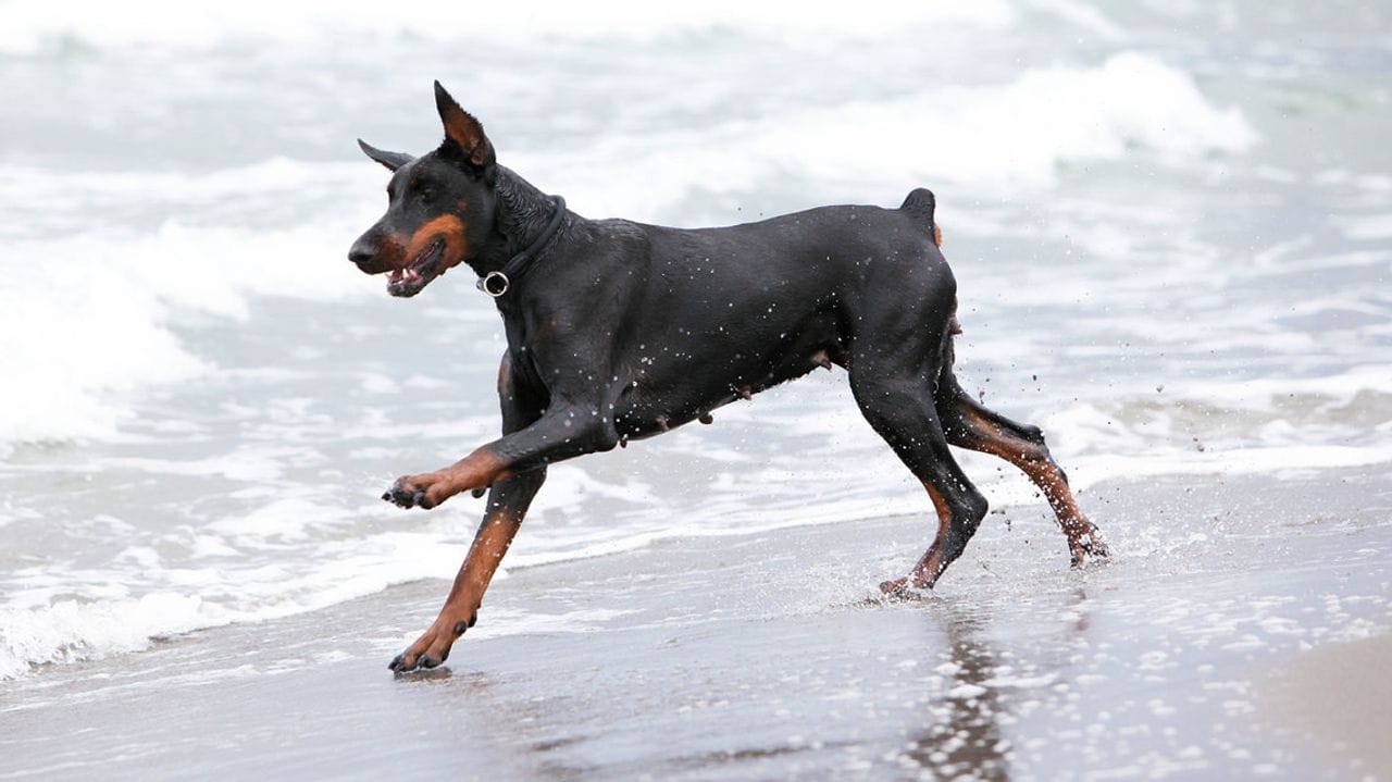 Secondary image of Doberman Pinscher dog breed