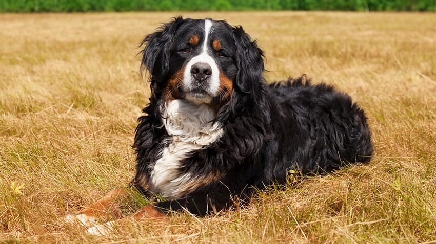 Secondary image of Bernese Mountain Dog dog breed