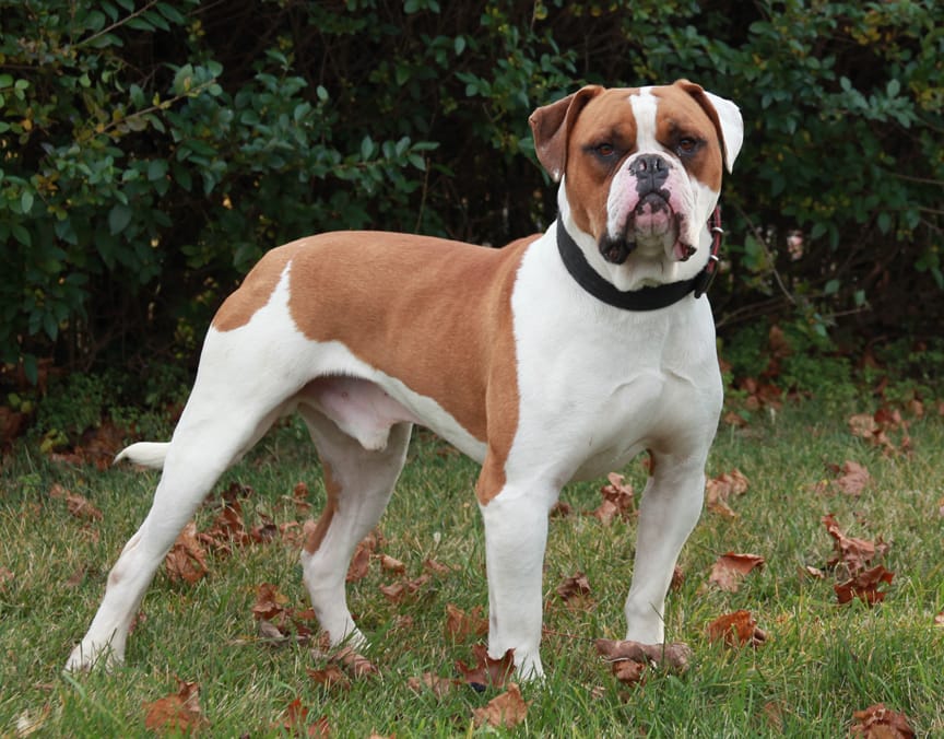 Secondary image of American Bulldog dog breed