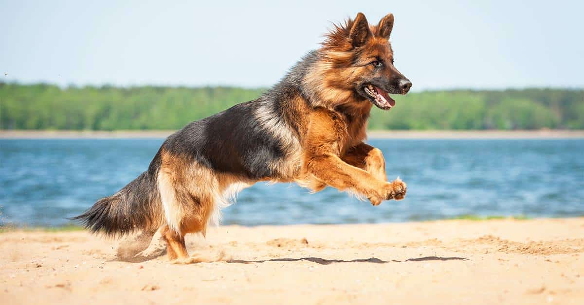 Secondary image of German Shepherd dog breed