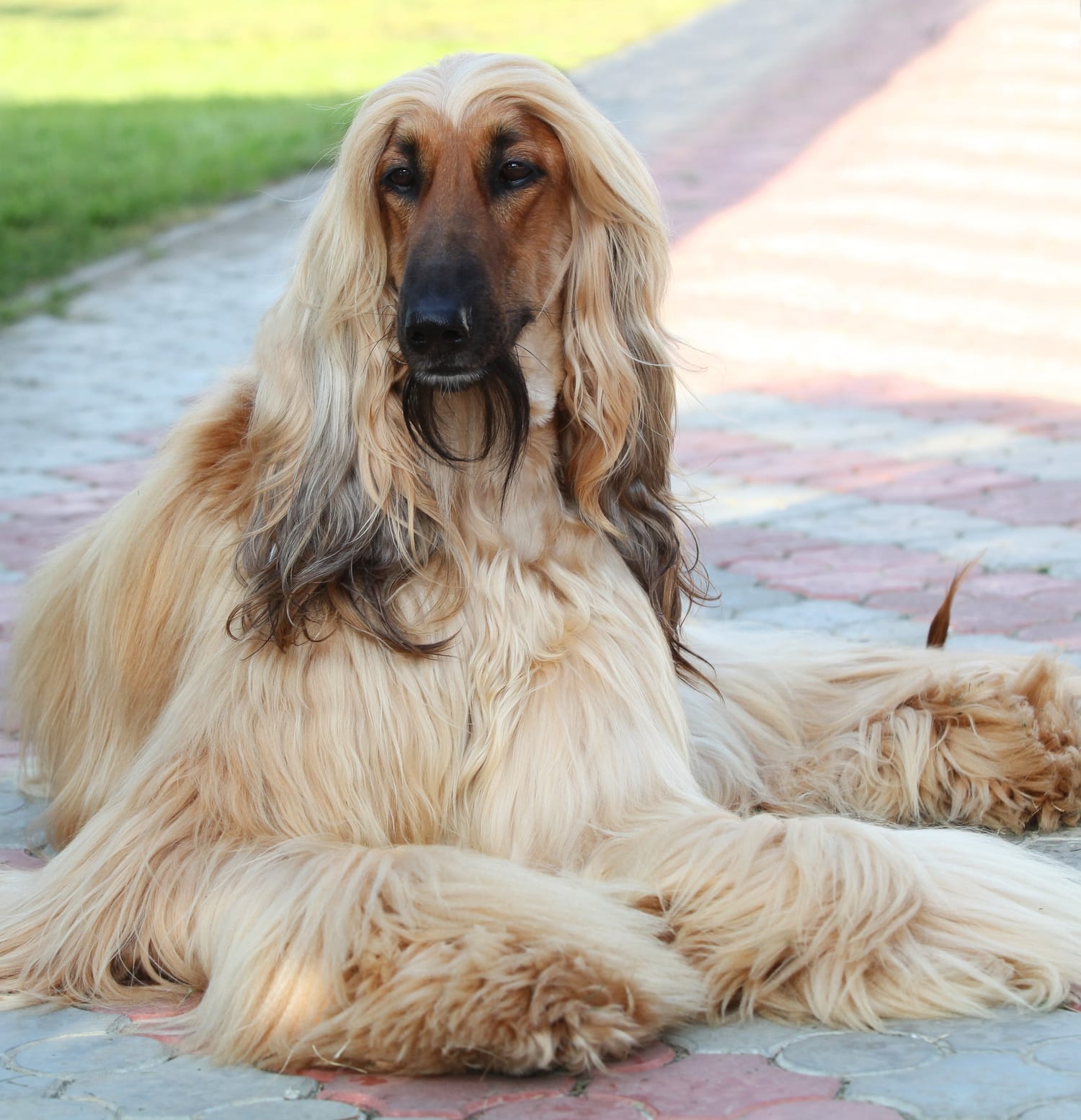 Secondary image of Afghan Hound dog breed