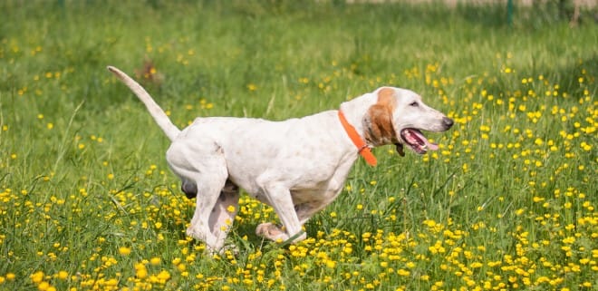 Secondary image of Billy dog breed