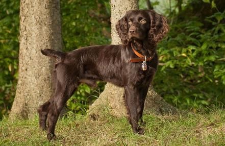 Secondary image of Boykin Spaniel dog breed