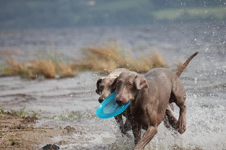 Secondary image of Weimaraner dog breed