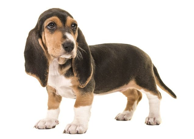 Secondary image of Basset Artesien Normand dog breed