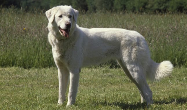 Secondary image of Akbash Dog dog breed