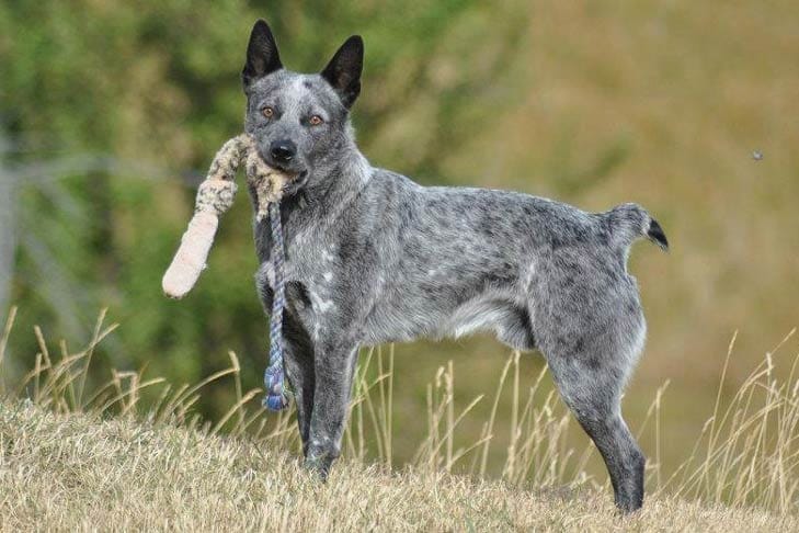 Secondary image of Australian Stumpy Tail Cattle Dog dog breed