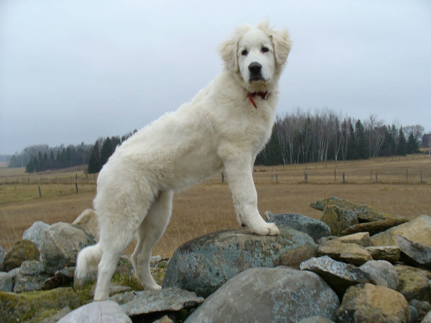 Secondary image of Akbash Dog dog breed