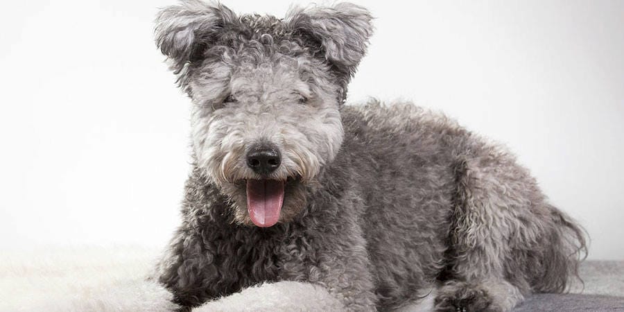 Secondary image of Pumi dog breed