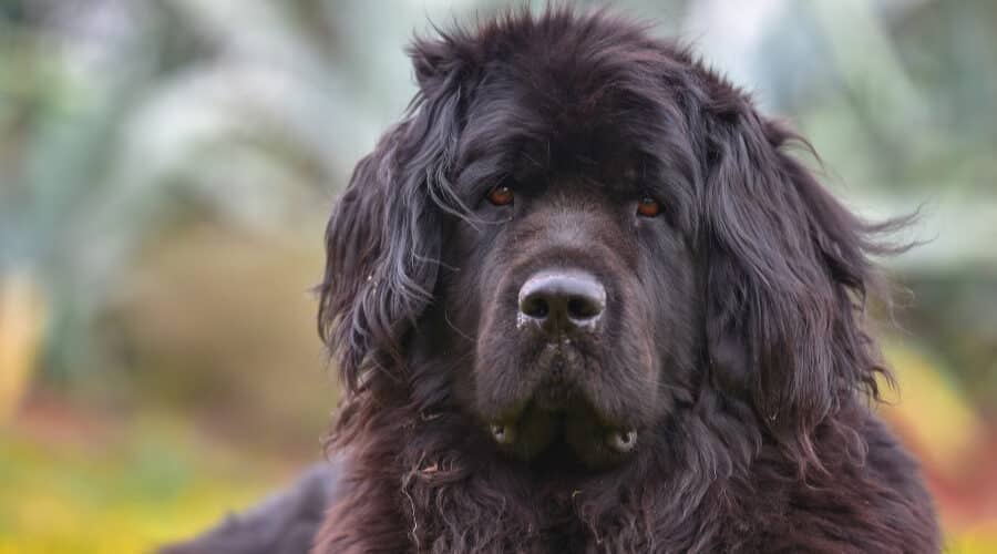 Secondary image of Newfoundland dog breed