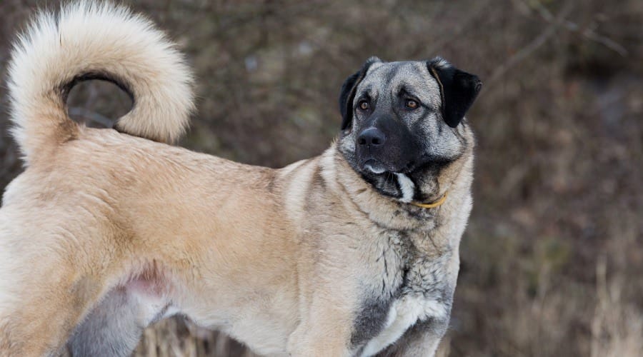 Secondary image of Anatolian Shepherd Dog dog breed