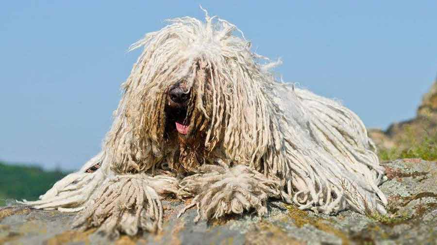 Secondary image of Komondor dog breed