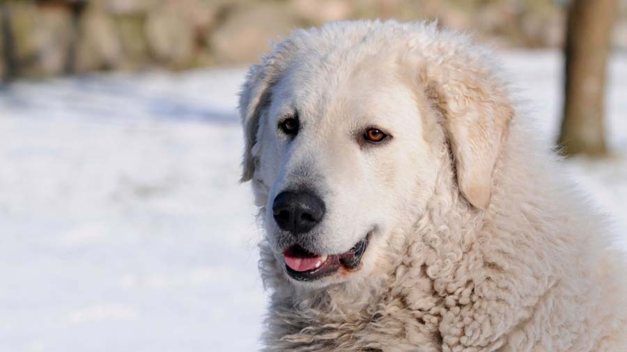 Secondary image of Kuvasz dog breed