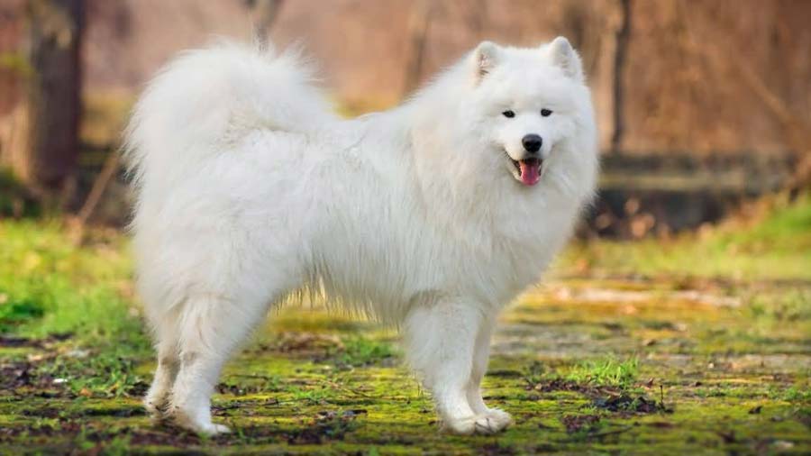 Secondary image of Samoyed dog breed