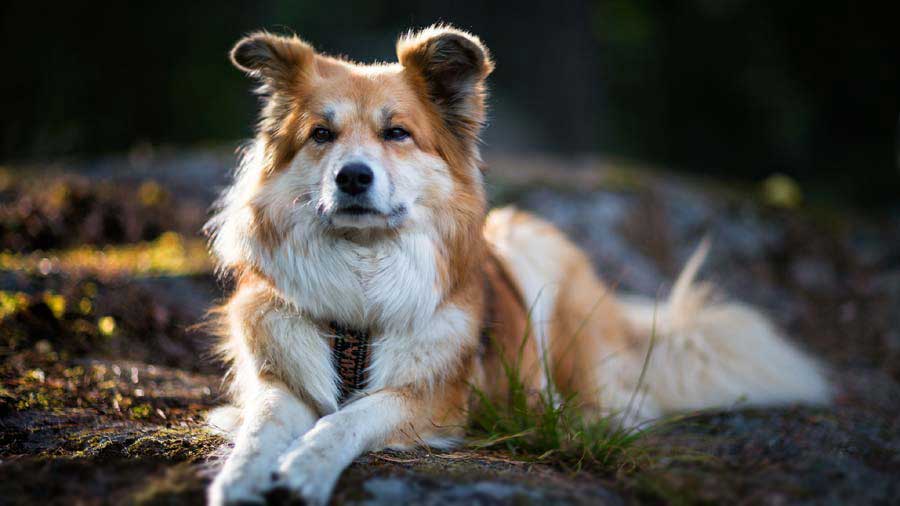 Secondary image of Icelandic Sheepdog dog breed