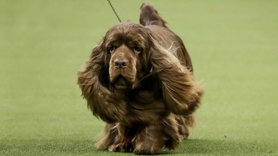 Secondary image of Sussex Spaniel dog breed