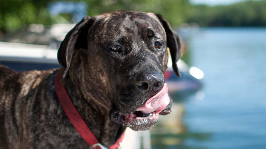 Secondary image of Perro de Presa Canario dog breed