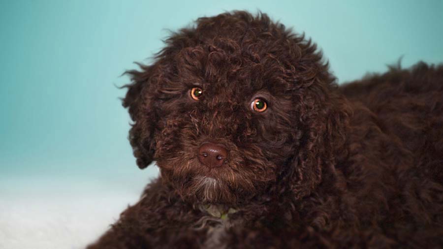 Secondary image of Spanish Water Dog dog breed