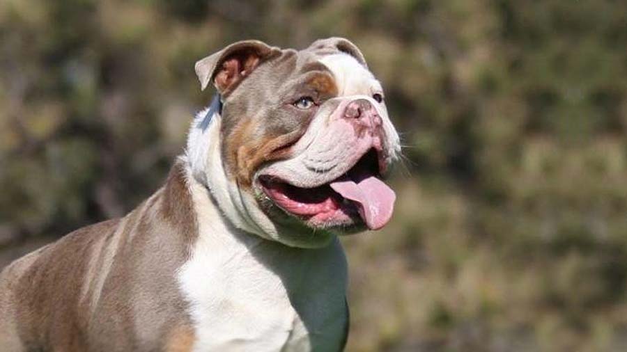 Secondary image of Olde English Bulldogge dog breed