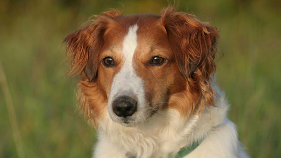 Secondary image of Kromfohrlander dog breed