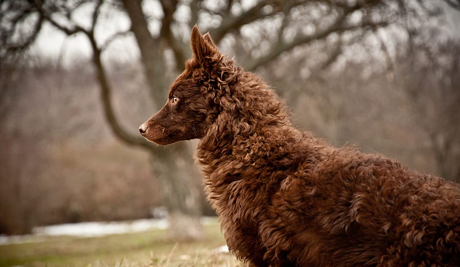 Secondary image of Mudi dog breed