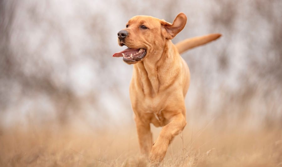 Secondary image of Broholmer dog breed