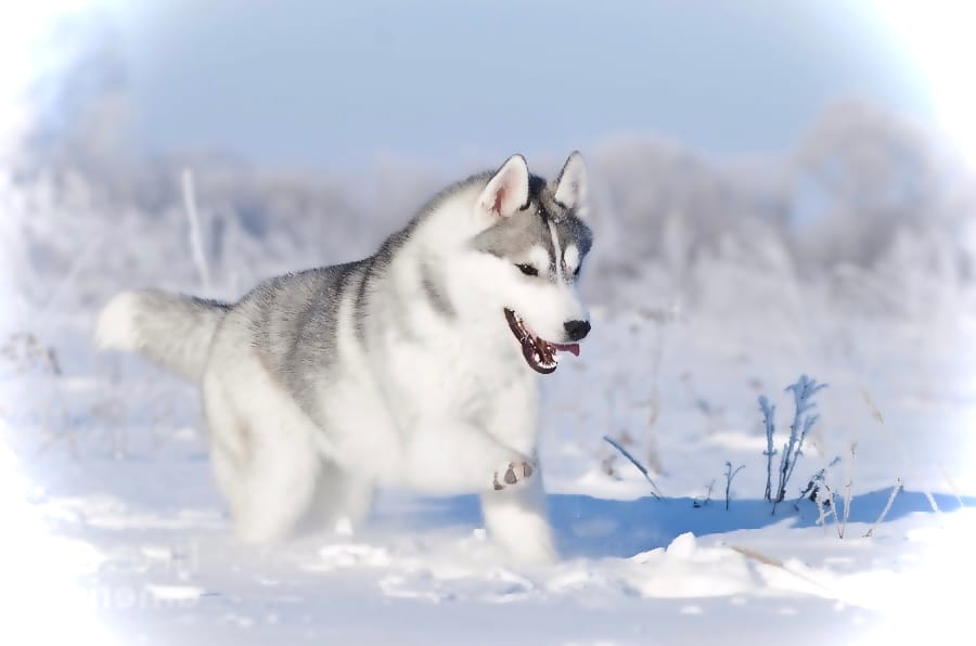 Secondary image of Siberian Husky dog breed